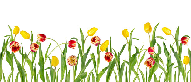 漂亮的红色和黄色的郁金香长在茎上，绿色的叶子排成无缝的行。孤立在白色背景上。明亮的春天的花朵。图片下载