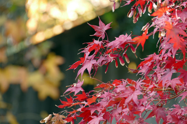 秋天花园场景图片下载