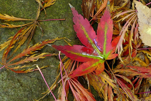 秋天花园场景图片下载