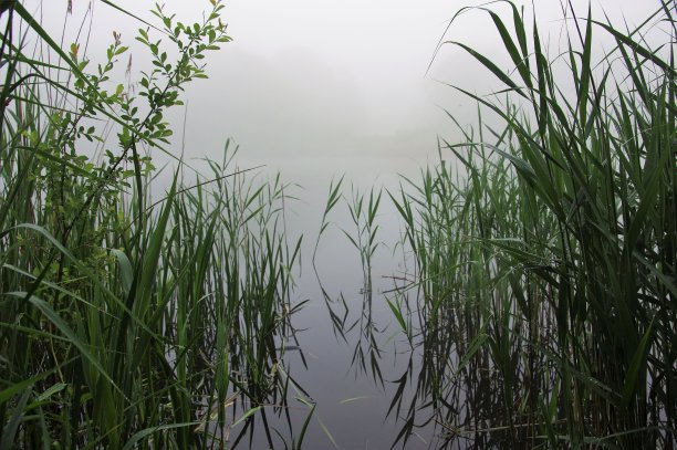 雾在水图片下载