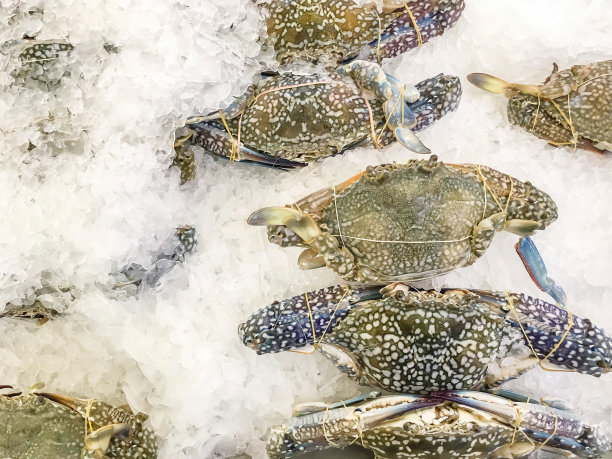 特写堆生冷冻死海蟹煮在托盘与冰纹理的背景图片下载