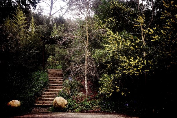 木台阶通向一个秘密花园的大门图片下载