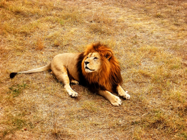 草地上的狮子图片下载