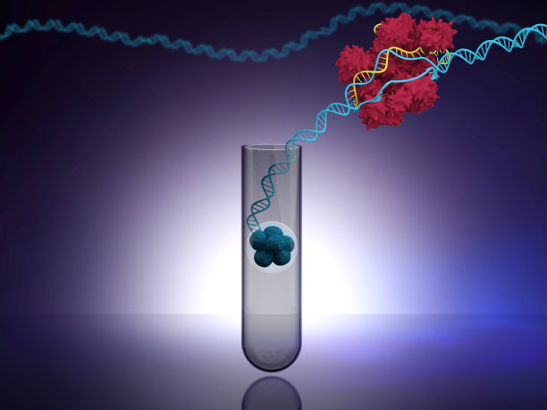 胚胎中的CRISPR技术图片下载