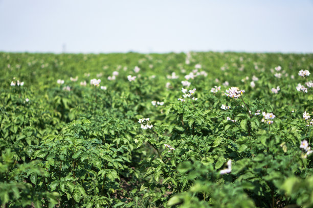 在成熟期间种植绿色的土豆。农村地区的工业企业。股票的背景,照片。图片下载