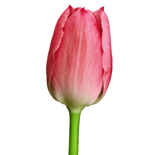 红色的粉红色郁金香花孤立在一个白色的背景与修剪路径。特写镜头。花蕾在绿色的茎上。图片下载