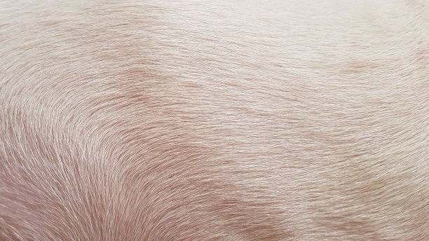 白狗毛花纹图片下载