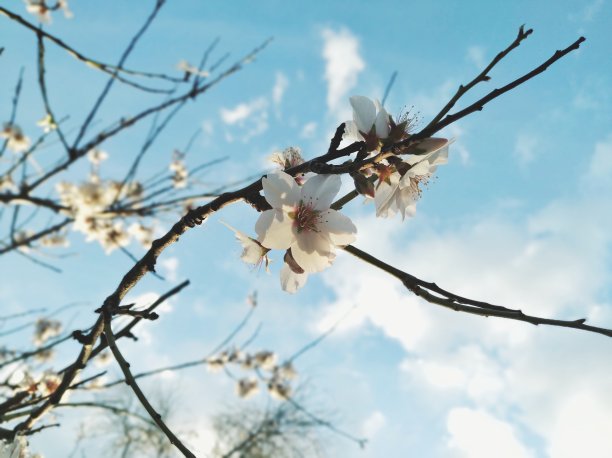 杏仁花图片下载