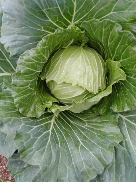 白菜头图片下载