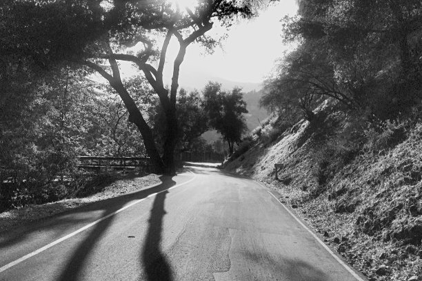 乡间小路上的一棵橡树的影子图片下载