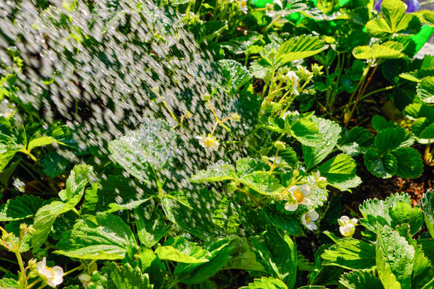 新鲜的绿色明亮的春天草莓灌木与花序在喷水下被明亮的太阳的一天。开花期间植物大量浇水。图片下载