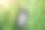 智能手机和黑色电源与USB躺在绿色草地上。现代信息技术照片。电池充电器在夏季的自然。带着手机旅行。图片下载