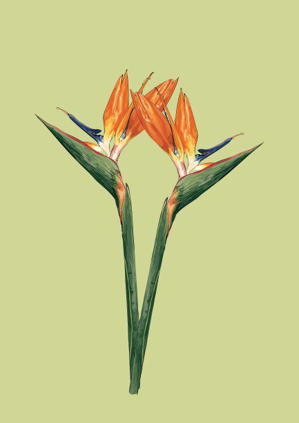 天堂鸟植物在绿色的背景图片下载