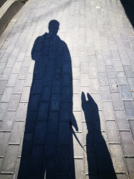 德国牧羊犬图片下载