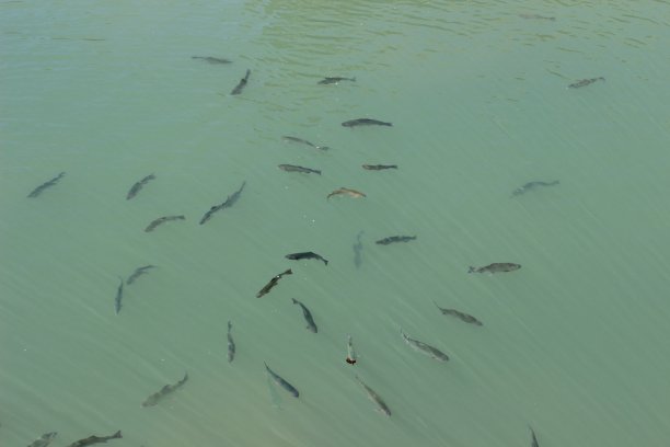 在欧扎克溪游泳的鳟鱼图片下载