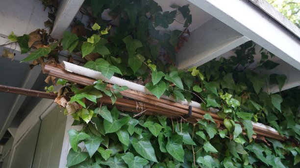 小鸡在房子的屋顶下筑巢。图片下载