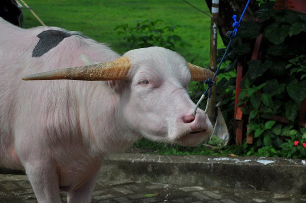 塔纳托拉加的粉色水牛图片下载