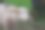 塔纳托拉加的粉色水牛图片下载