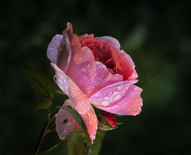 花瓣上带着露珠的粉红玫瑰。传统的花园的花。英格兰。英国。近距离的照片。微距摄影图片下载