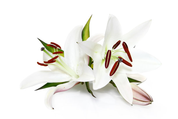 白色背景下的白百合(手动聚焦右雄蕊)图片下载