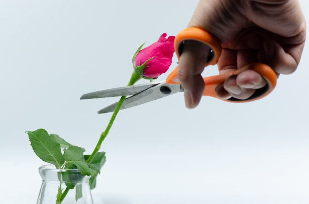 粉红玫瑰剪图片下载