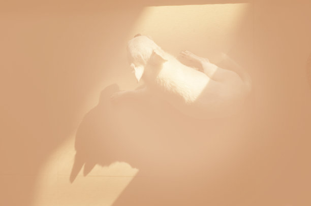 狗睡在地板上的广场点温暖的阳光图片下载