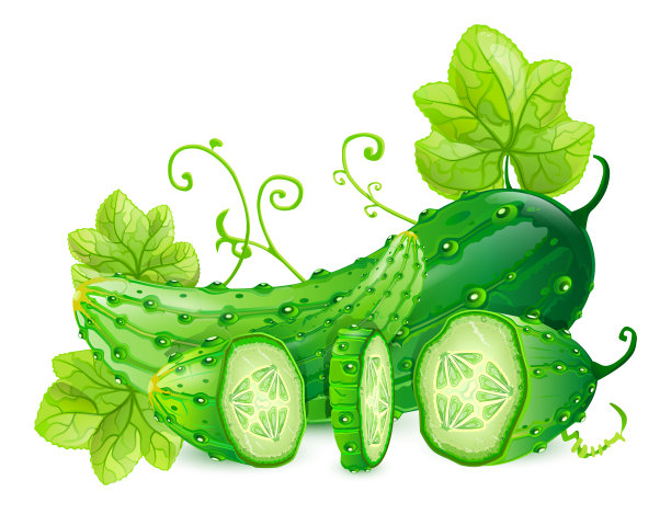黄瓜插图图片下载