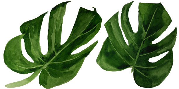 水彩热带怪物叶图片下载