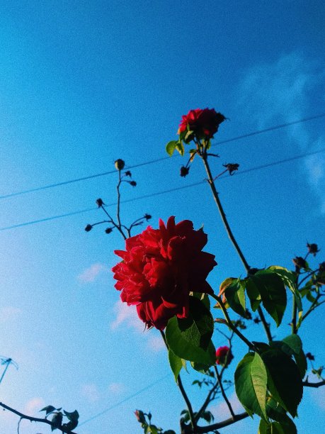天空中的玫瑰。图片下载