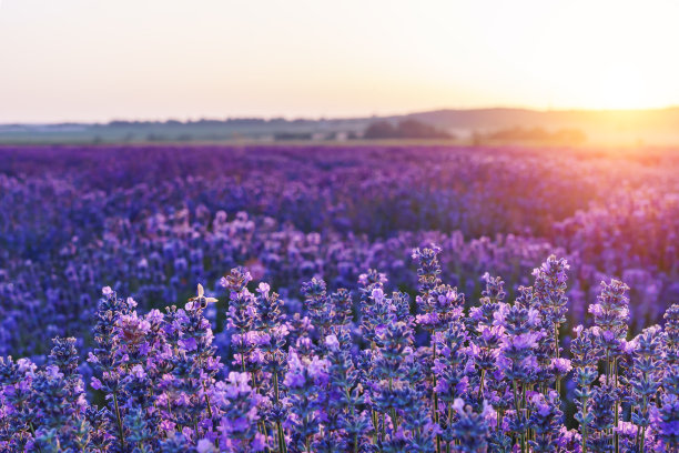 夕阳下明亮的薰衣草田。明亮的抽象背景适合任何设计。设计基本背景图片下载