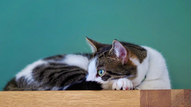 休息的猫图片下载