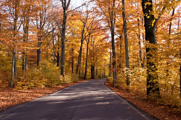 秋天的五彩森林图片下载