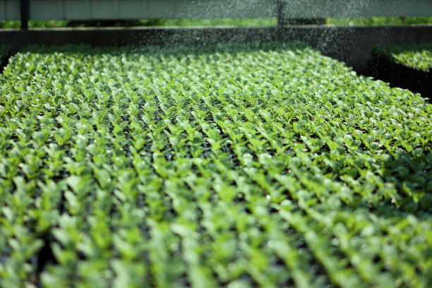 绿色幼苗的选择性特写。在一个有浇水植物的温室里的农场花园。股票的背景,照片图片下载