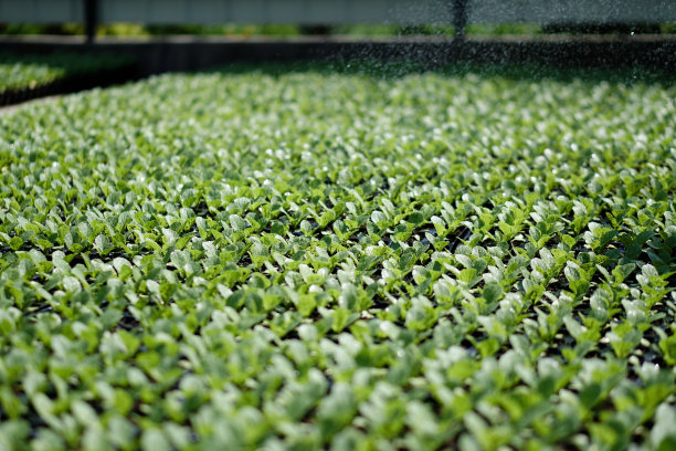 绿色幼苗的选择性特写。在一个有浇水植物的温室里的农场花园。股票的背景,照片图片下载