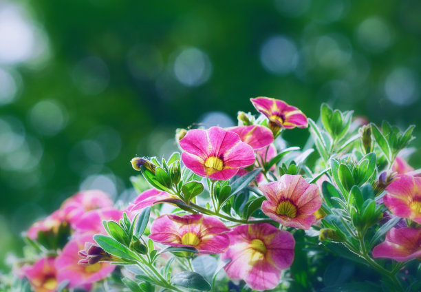 以散景为背景的粉色画眉花图片下载