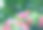 以散景为背景的粉色画眉花图片下载