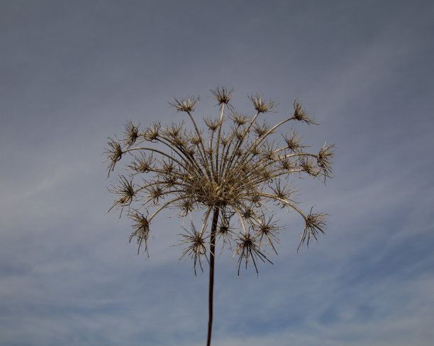 多云的天空背景上的蒲公英图片下载