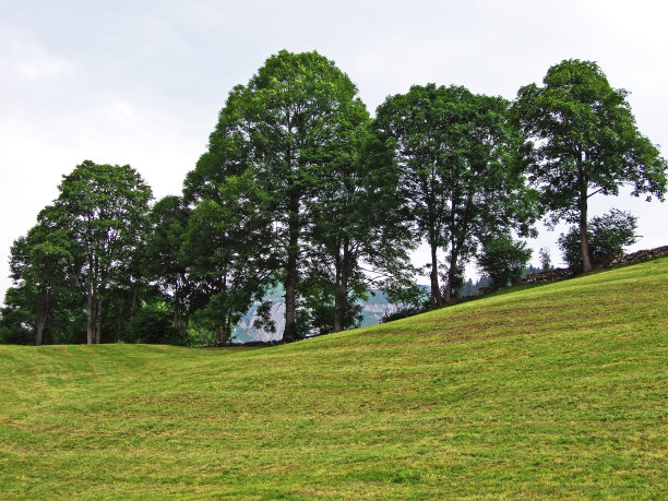 阿尔普斯坦山脉和图尔河谷山坡上的树木和混交林图片下载