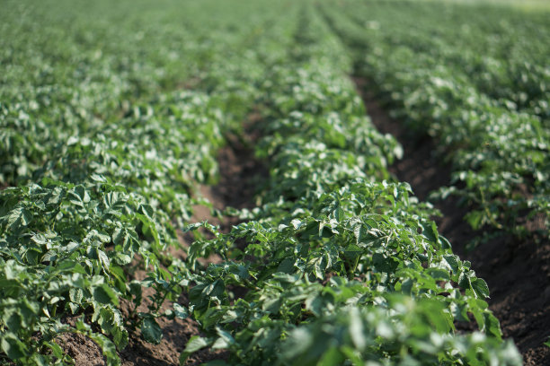 在成熟期间种植绿色的土豆。农村地区的工业企业。股票的背景,照片。图片下载