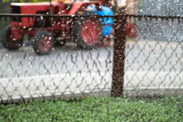 绿色幼苗的选择性特写。在一个有浇水植物的温室里的农场花园。股票的背景,照片图片下载