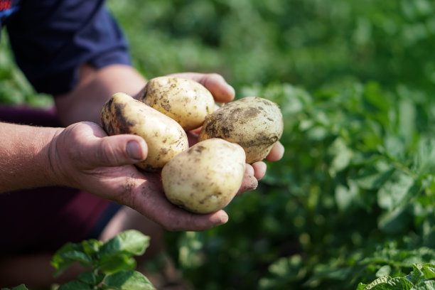 在成熟期间种植绿色的土豆。蔬菜在一个农民商人的手中。股票的背景,照片。图片下载
