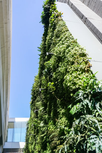 摩天大楼之间的垂直花园，景观设计，旧金山，加利福尼亚图片下载
