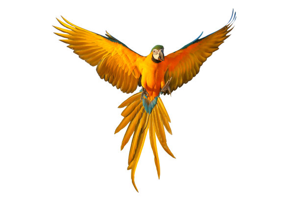 鹦鹉图片下载