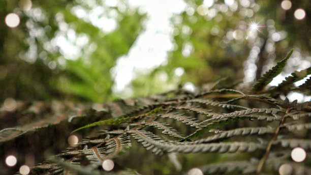 森林里的春天图片下载