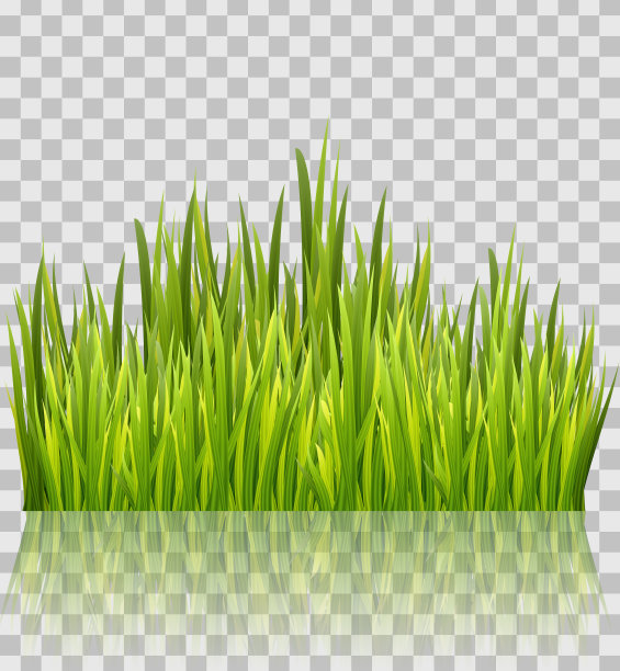 新鲜的绿草边界孤立在透明光泽的背景。装饰元素。矢量图图片下载