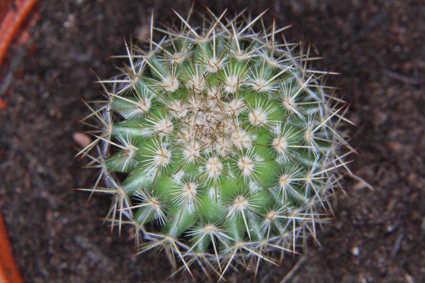 宏仙人掌幼苗图片下载