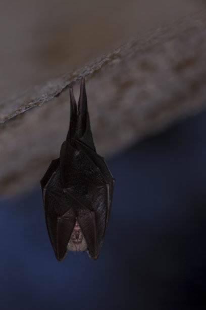 靠近小马蹄蝙蝠覆盖着翅膀，倒挂在寒冷的自然岩洞顶部冬眠。图片下载