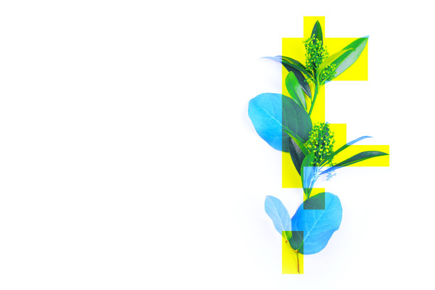 这是一张植物的创意照片，绿色的叶子被染成蓝色，黄色的矩形，抽象的，不是标准的图像。图片下载