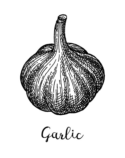 大蒜的水墨素描。素材图片