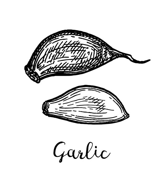 大蒜的水墨素描。素材图片